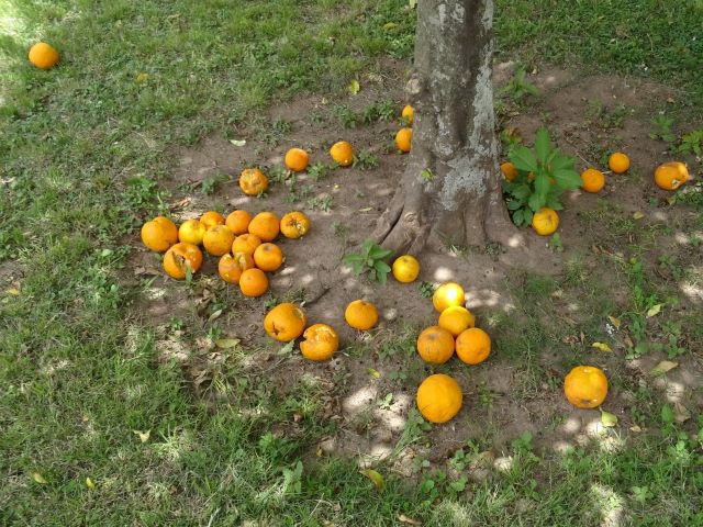 Caroya