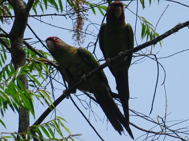 Coroico