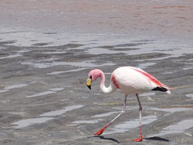 Uyuni