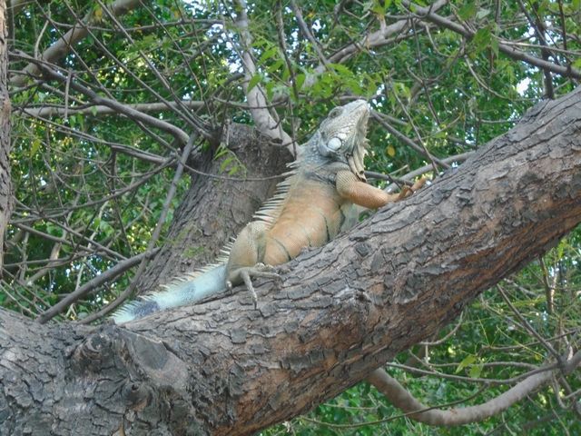 Iguane Manta