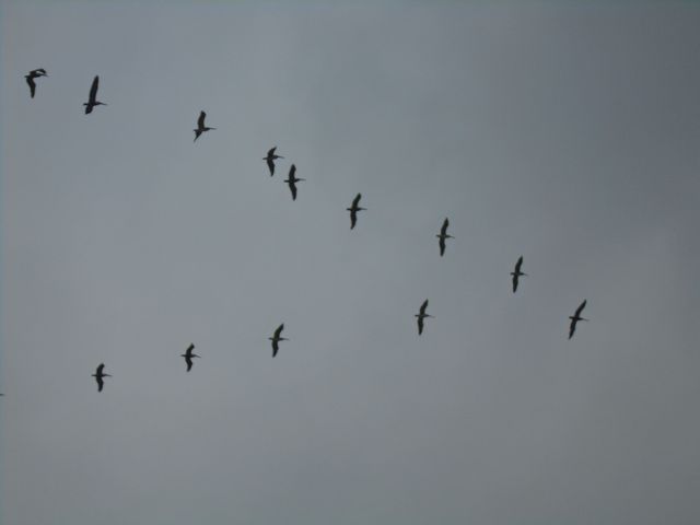 Vol d'oiseaux à Montanita