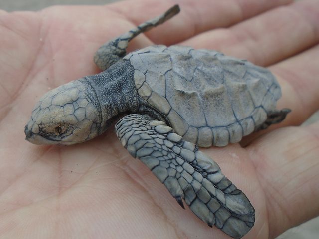 Bébé tortue
