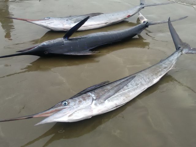 Puerto Lopez