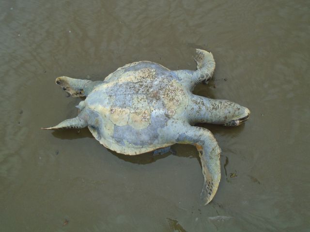 Puerto Lopez