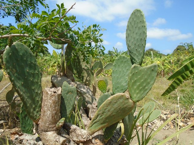 Cactus