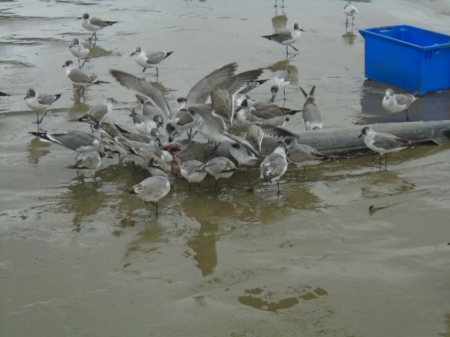 Puerto Lopez