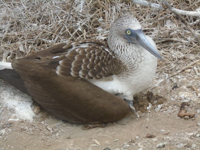 Isla de la Plata