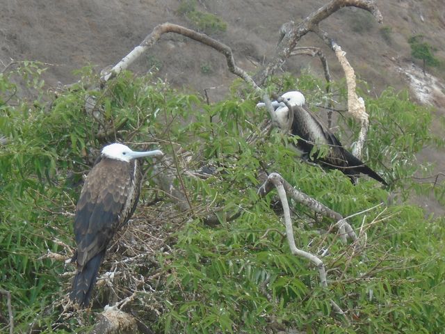 Isla de la Plata