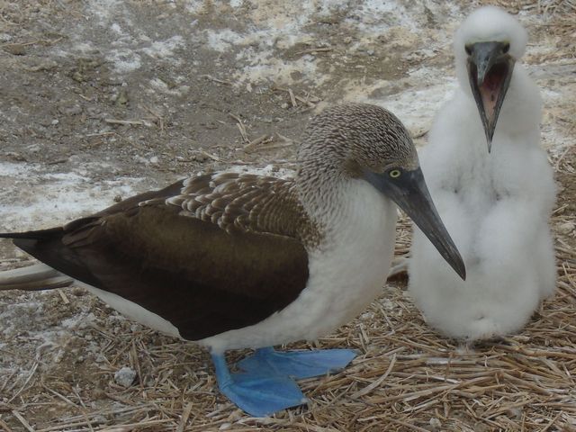 Isla de la Plata