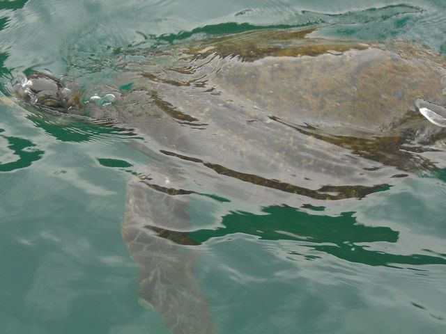 tortue