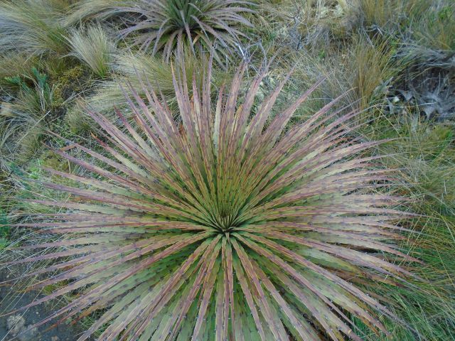 Parc de Las Cajas