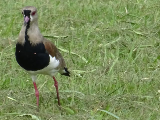 Trinidad del Parana