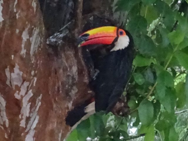Foz d'Iguazu