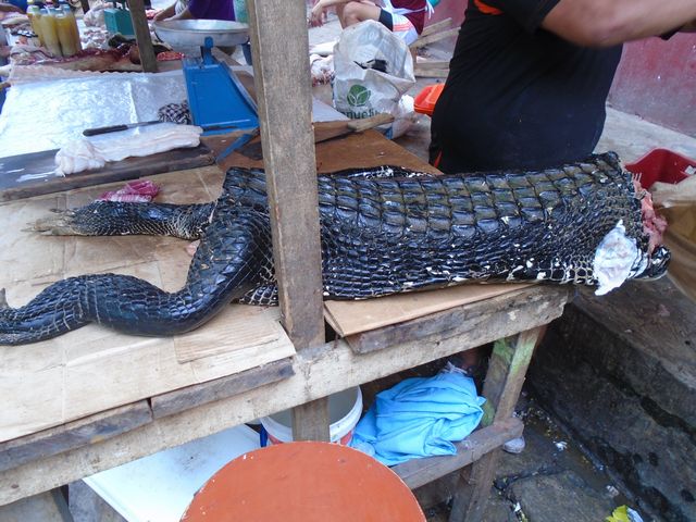 Iquitos