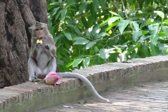 Singe en liberté au temple de Wat Phnom à Phnom Penh