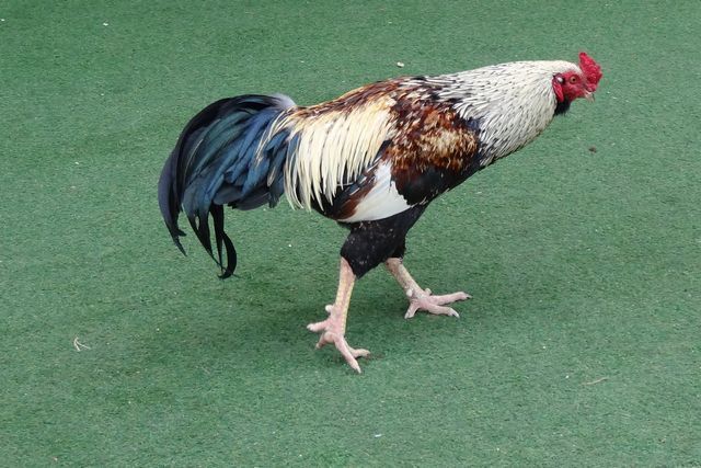 Coq de l'hotel