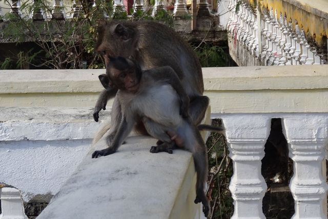 Singe en liberté dans un temple