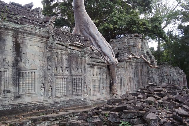 Racine d'arbre autour de ruine