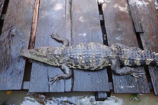 petit élevage de crocodiles