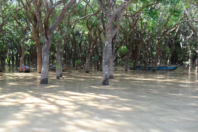 arbres les pieds dans l'eau, dans la mangrove