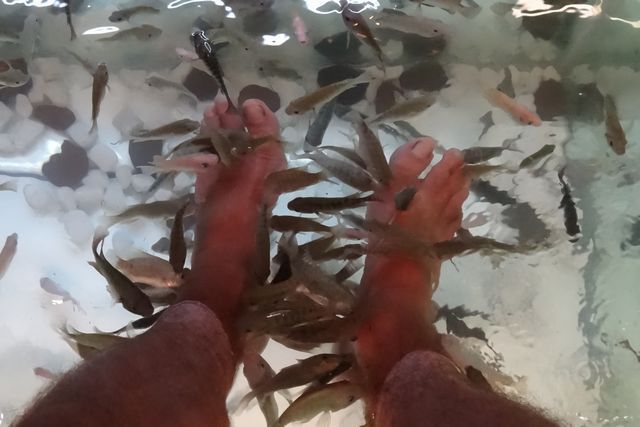 Poisson nettoyeur de pied dans aquarium, danns la rue à Siam Reap