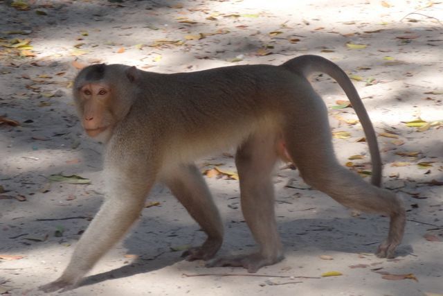 Singe en liberté