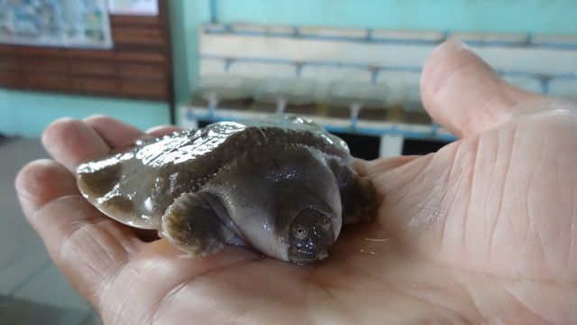 Bébé tortue dans une 'nurserie