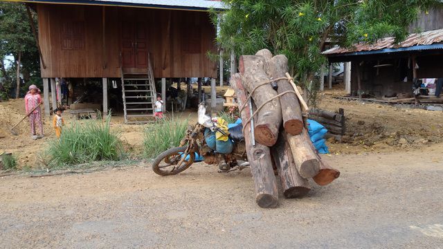 Transport de gros morceau de tronc d'arbre sur une moto