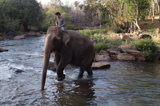 Baignade éléphant à Tad Lo sur le plateau des Bolavens