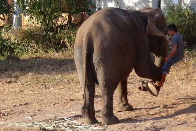 Cornac montant sur son éléphant à Tad Lo sur le plateau des Bolavens 