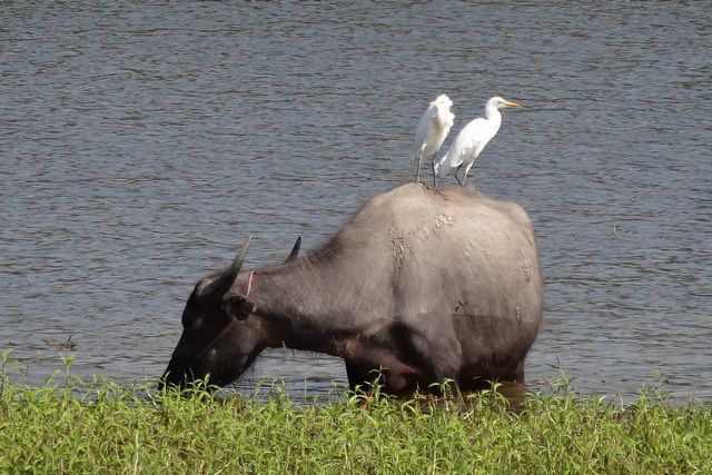 Oiseaux sur le dos d'un bufle