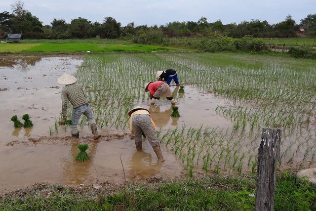 Plantation de riz