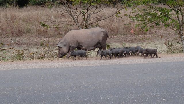Truie et ses petits à la recherche de nourriture le long de la route