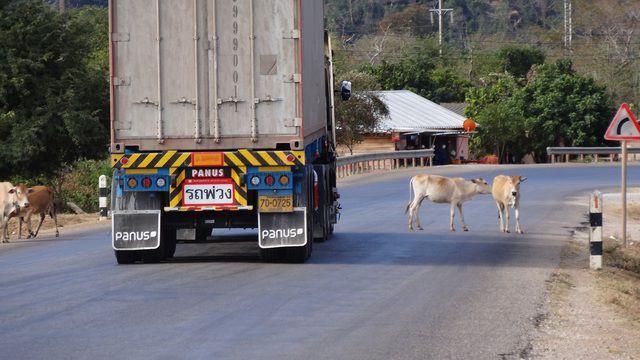 Camion faisant un écart pour éviter des vaches sur la route