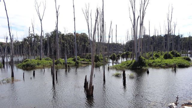 Arbres morts dans un petit lac