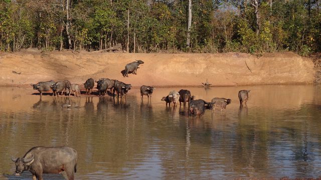 Bufles dans l'eau