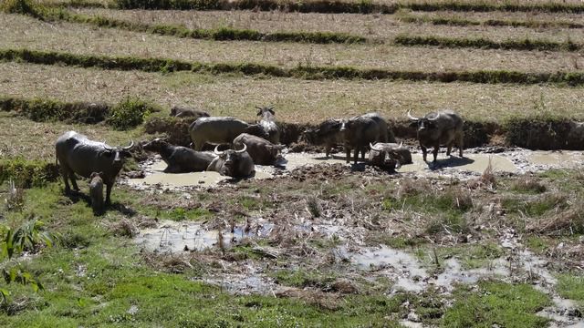 Bufles dans la boue