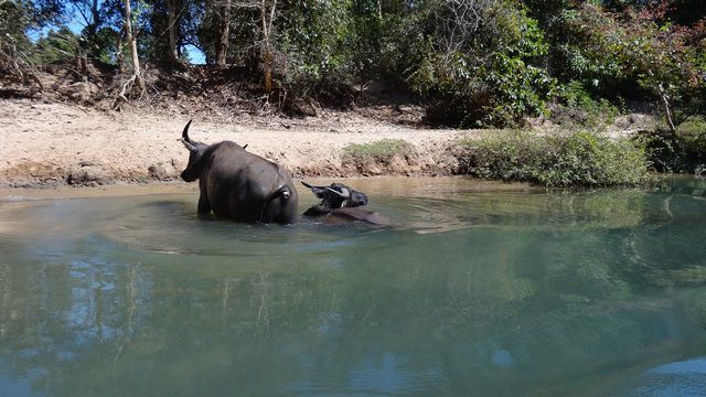 Bufles dans une rivière