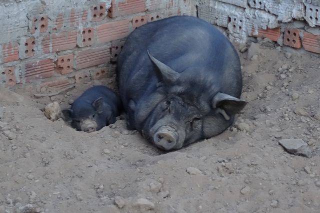 Maman cochon et son petit faisant la sieste