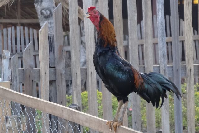 Coq en train de chanter le matin
