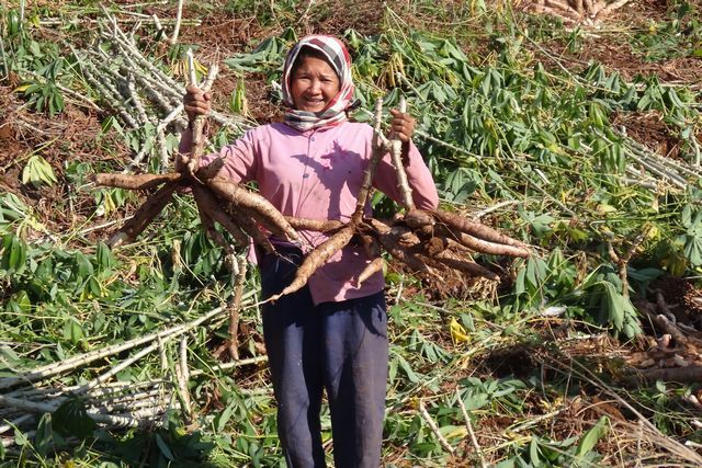Récolte de manioc sur le plateau des Bolavens au Laos