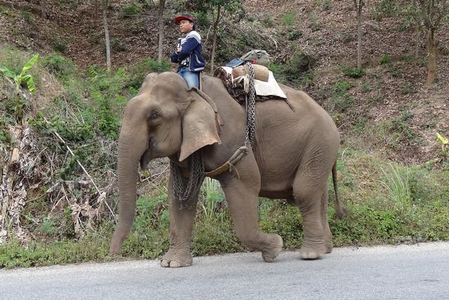 Eléphant sur la route