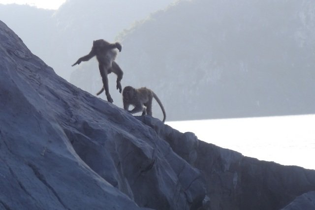 Singe à monkey island