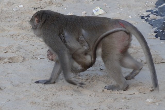 Singe de monkey island