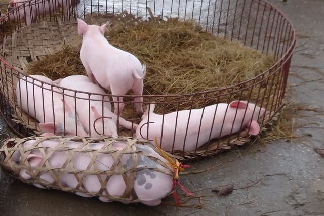 Cochons sur le marché à Lang Son au Vietnam