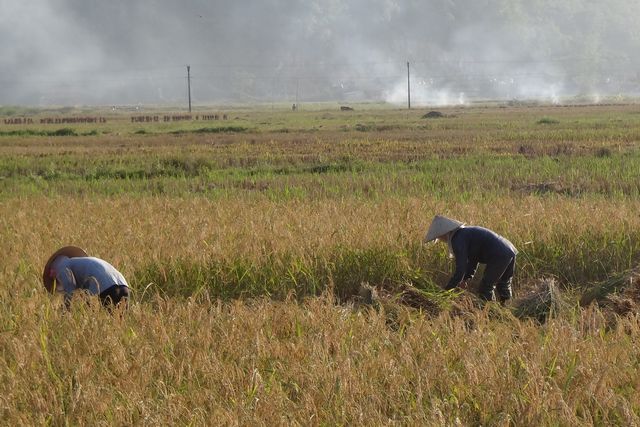Récolte de riz au Vietnam