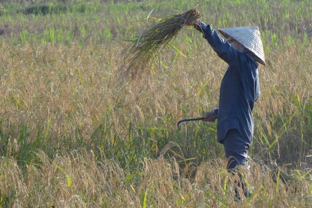 Fauchage gerbe de riz au Vietnam