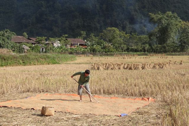 Riz à sécher au Vietnam