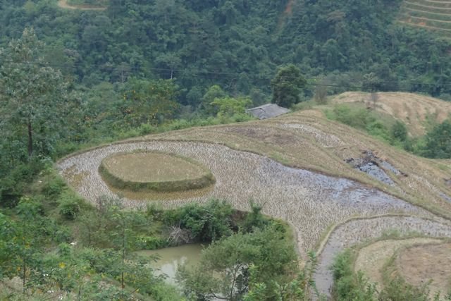 Rizières dans la région d'Ha Giand, au nord du Vietnam