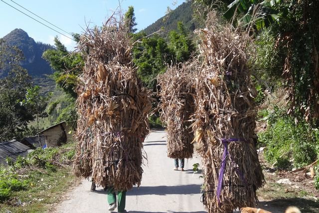 Femme transportant des fagots, dans la région d'Ha Giand, au nord du Vietnam 